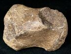 Edmontosaurus Finger Bone - Hell Creek Formation #12707-1